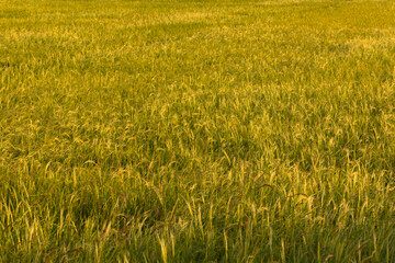 Golden hour rice field landscape in warm evening light