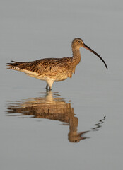 Portrait of a Eurasian curlew at Busaiteen coast, Bahrain