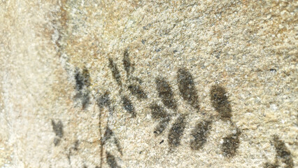 Close-up texture of a rough, light-colored stone surface with the distinct shadow of fern leaves cast across it. Ideal for abstract, minimalist, natural backgrounds and summer season designs.