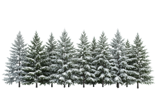 a dense row of realistic pine and fir trees with deep emerald foliage, heavily dusted with granular snow and rooted on frosted grass, isolated against a transparent studio void. concept for winter