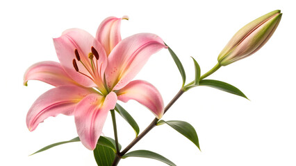 Fototapeta premium Realistic White Lily Flower Branch on Clean White Background