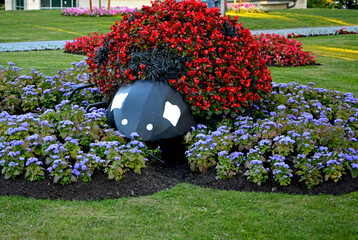 kwietnik w parku w kształcie biedronki obsadzony begoniami i żeniszkami, Ageratum houstonianum, Begonia semperflorens flowerbeds in form of ladybugs ladybugs covered with red begonia flowers © kateej