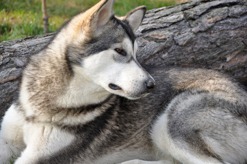 Obraz premium A portrait of a calm and majestic Alaskan Malamute lying on the grass next to a large wooden log.