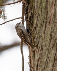 Garden Treekeper - in german Gartenbaumlaeufer - climbing a Tree. High quality photo