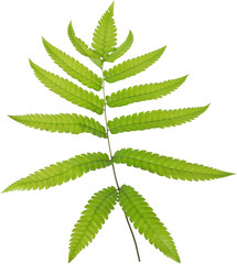Fresh Green Fern Leaf Isolated on Transparent Background
