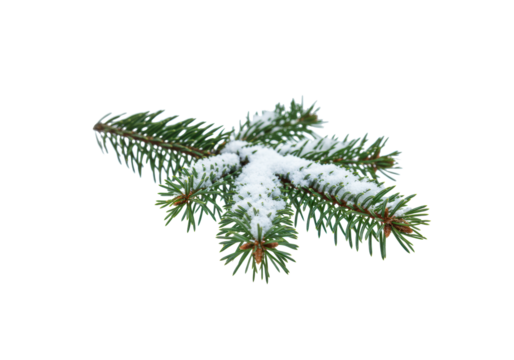 meticulously detailed deep green fir branch covered in pristine powder snow and glistening ice crystals, isolated on a transparent studio background with ample copy space. concept of peaceful winter