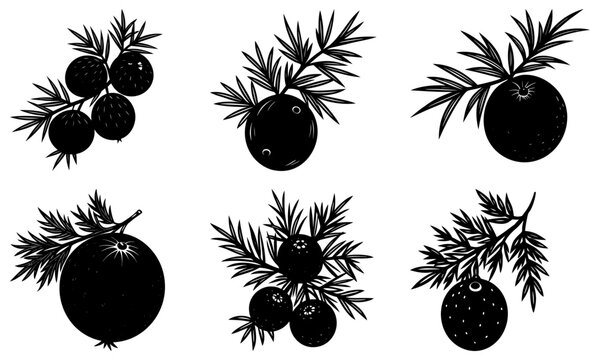 Charming juniper berry botanical illustration: Perfect for crafting, nature designs, and adding a touch of elegant simplicity to any project