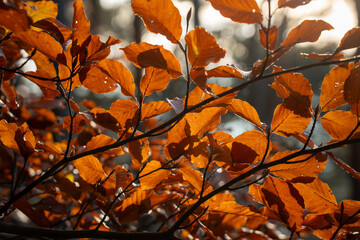 Close up of golden orange beech leaves on a branch backlit by bright sunlight creating a warm glow against a blurred forest background