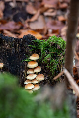 Close up of a group of small brown capped mushrooms growing vertically on a decaying tree stump covered in green moss in a forest setting