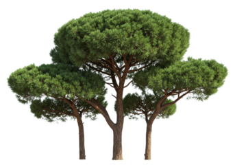 Three hyper-photorealistic mediterranean stone pine trees with flat green canopies and reddish trunks isolated against a transparent studio background. Concept of environmental conservation