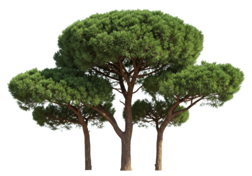 Three hyper-photorealistic mediterranean stone pine trees with flat green canopies and reddish trunks isolated against a transparent studio background. Concept of environmental conservation