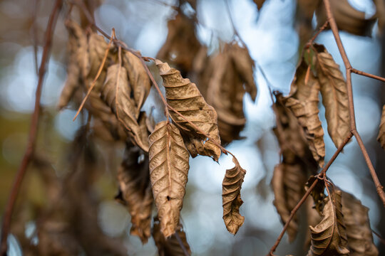 Close up shot of dry brown withered beech leaves clinging to a branch set against a bright blurred bokeh background indicating late autumn or winter dormancy - Powered by Adobe