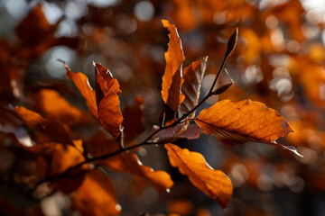 Close up of golden brown beech leaves on a branch set against a very dark and softly blurred background creating depth and focusing on the warm autumn colors