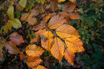 Close up of golden brown beech leaves on a branch illuminated by soft light against a dark green and brown blurred forest background