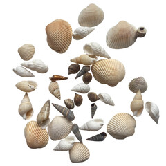 Circular composition of various natural seashells and spiral shells scattered on a light grey background, representing summer and beach travel.