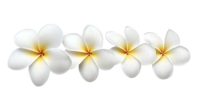 Four White Frangipani Flowers with Yellow Centers in a Row on Transparent Background