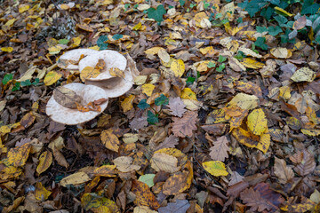 High angle view of a cluster of large flat white mushrooms growing on the forest ground surrounded by a carpet of yellow brown and green autumn leaves