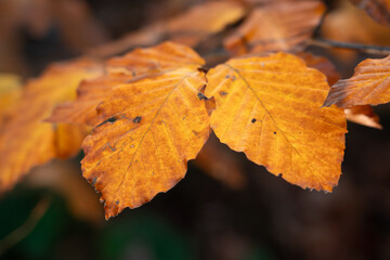 Close up of two adjacent golden orange beech leaves on a branch against a dark blurred background highlighting the warm tones and leaf structure