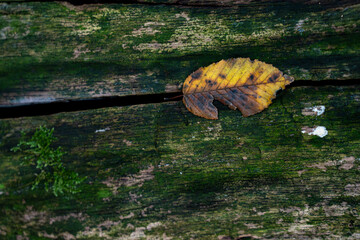 Overhead close up view of a single yellow and brown autumn leaf resting on a dark decaying wooden surface covered in green moss