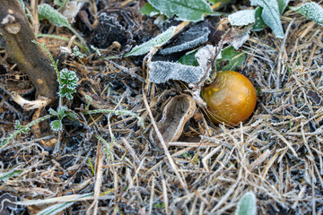 Close up of a single fallen orange tomato lying on the ground covered in dry straw mulch and fine white frost suggesting crop damage and loss after a cold night