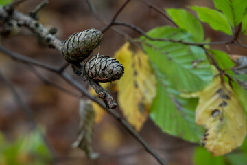 Close up of two small green and brown pine cones growing on a thin branch with blurred yellow and green autumn leaves in the background