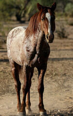 Wild Stallion in the Desert
