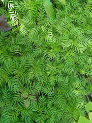 Green Layer of Marigold Leaves, Dense Green Shrub of Small Leaves, Fine Green Foliage Beauty