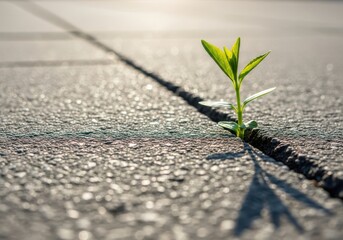 A single green sprout emerges defiantly from a crack in a concrete surface