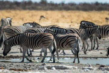 Ein Tag im Etosha Nationalpark