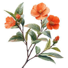 Corema Flower, watercolor illustration vector, isolated on a white background.