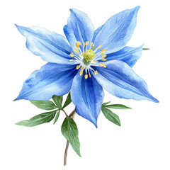 Fototapeta premium Columbine Flower, watercolor vector, isolated on a white background.