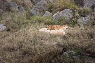 An African lion in the savannah. Beautiful scenery. Dangerous predator.