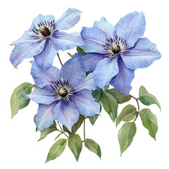 Fototapeta premium Clematis Flower, watercolor painting vector, isolated on a white background.