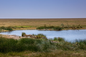 Beautiful African savannah. Large trees. Bushes. Sunny summer day.	
