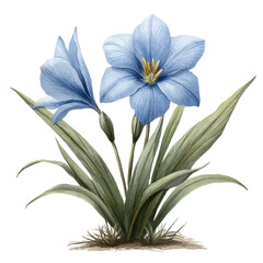watercolor of Chionodoxa Flower, vector, isolated on a white background.