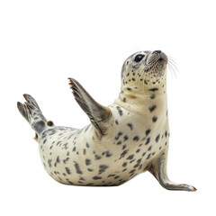 Fototapeta premium Spotted seal pup posing on transparent background isolated on transparent background
