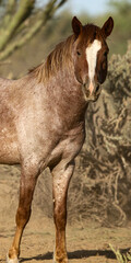 Wild Horse in the Desert