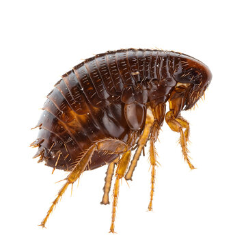 Close up of a flea insect isolated on transparent background