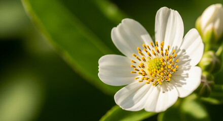 Obraz premium Delicate white flower blooms in the warm sunlight, a symbol of spring awakening