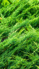 green juniper branches with visible details. background or texture