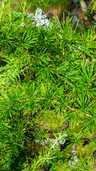 green branches of larch with a visible texture