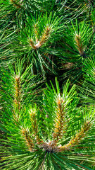 green black pine knobs with a visible texture