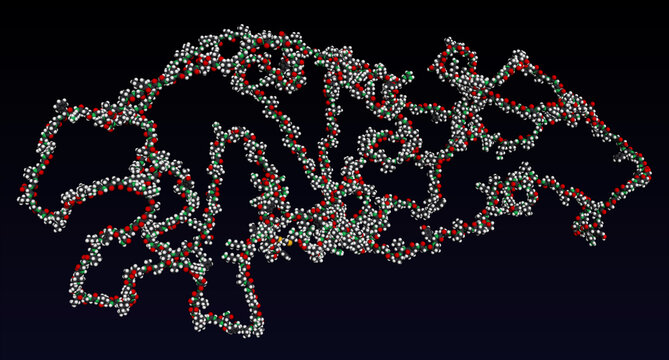 Elastin protein molecule. Structural model of extracellular matrix elastic fiber protein in full atomic spacefill representation. 3D rendering. Illustration