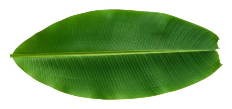 Tropical leaf nature botanic isolated on transparent background