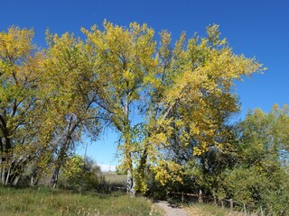Obraz premium Golden Cottonwood Trees in Autumn along Dry Creek Trail, Boulder, Colorado