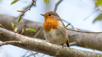 robin on a branch