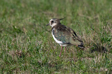 Vanneau huppé,Vanellus vanellus, Northern Lapwing