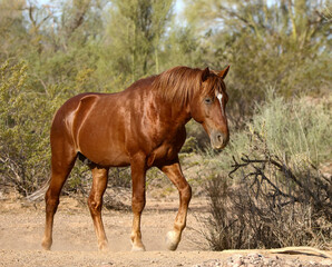 Wild Stallion in the Desert 
