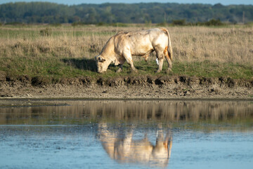Naklejka premium Taureau race Maraichine, Marais Breton, Marais Vendéen, Vendée, 85, France