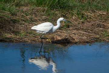 Aigrette garzette
